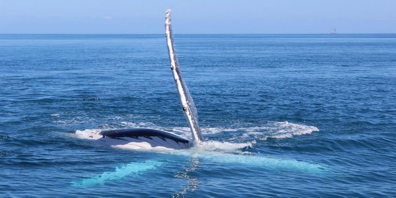 kidsbucketlist.com.au - Swim with Humpback Whales - 5