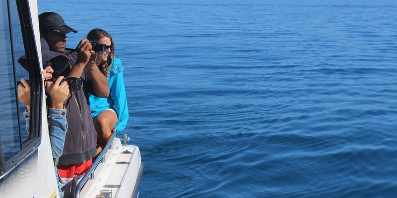 kidsbucketlist.com.au - Swim with Humpback Whales - 6