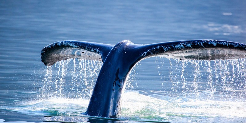kidsbucketlist.com.au - Swim with Humpback Whales - 7