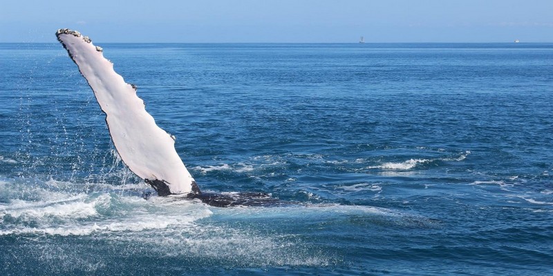 kidsbucketlist.com.au - Swim with Humpback Whales - 8