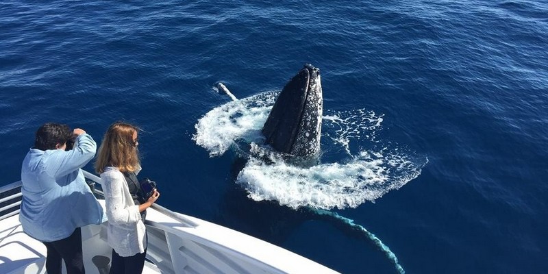 kidsbucketlist.com.au - Bundaberg Whale Watching Tour - 1