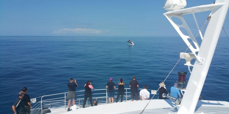 kidsbucketlist.com.au - Bundaberg Whale Watching Tour - 2