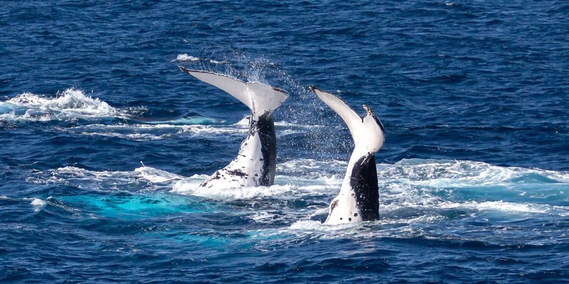 kidsbucketlist.com.au - Bundaberg Whale Watching Tour - 3