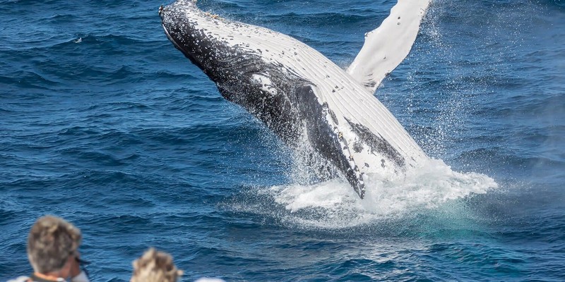 kidsbucketlist.com.au - Bundaberg Whale Watching Tour - 4