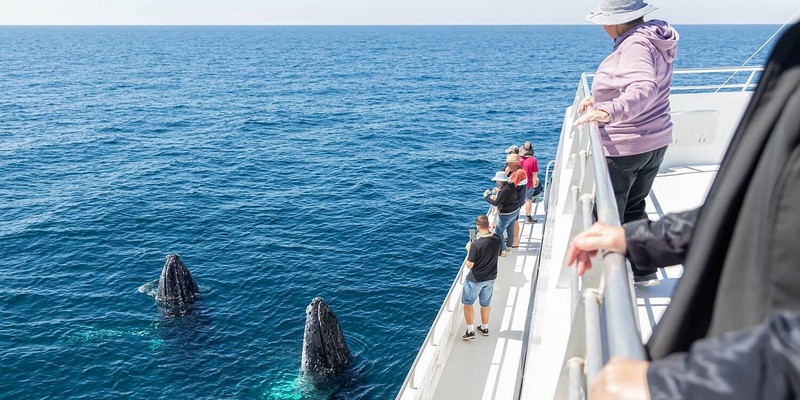 kidsbucketlist.com.au - Bundaberg Whale Watching Tour - 5