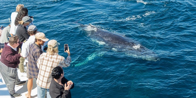kidsbucketlist.com.au - Bundaberg Whale Watching Tour - 6