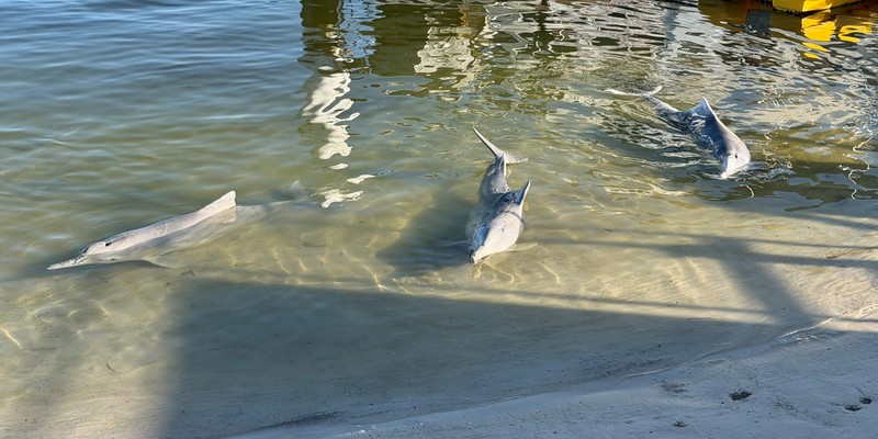 kidsbucketlist.com.au - Tin Can Bay Wild Dolphin Feeding - 1