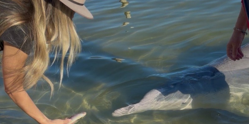 kidsbucketlist.com.au - Tin Can Bay Wild Dolphin Feeding - 2