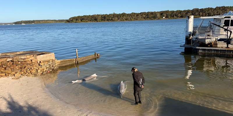 kidsbucketlist.com.au - Tin Can Bay Wild Dolphin Feeding - 3