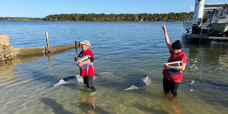 kidsbucketlist.com.au - Tin Can Bay Wild Dolphin Feeding - 4