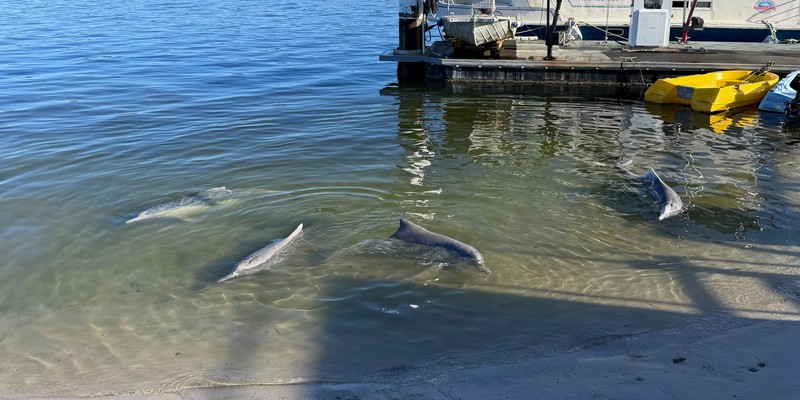 kidsbucketlist.com.au - Tin Can Bay Wild Dolphin Feeding - 5