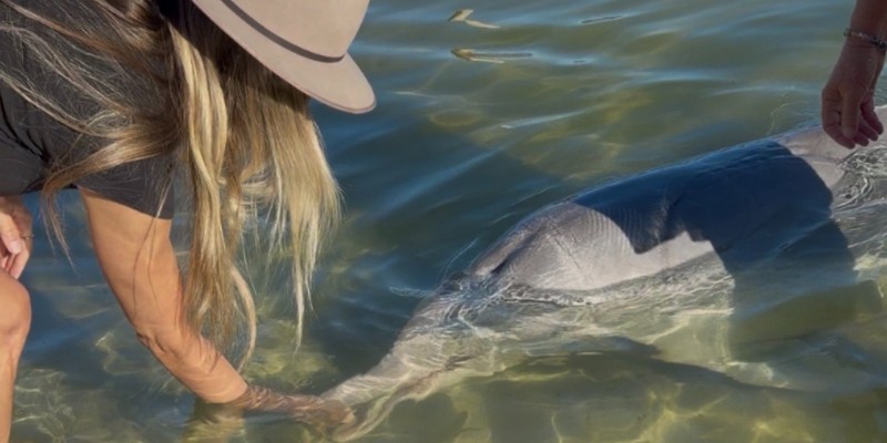 kidsbucketlist.com.au - Tin Can Bay Wild Dolphin Feeding - 6