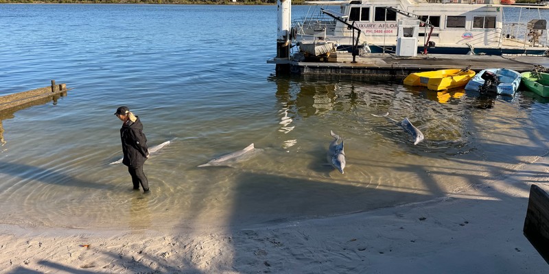 kidsbucketlist.com.au - Tin Can Bay Wild Dolphin Feeding - 7