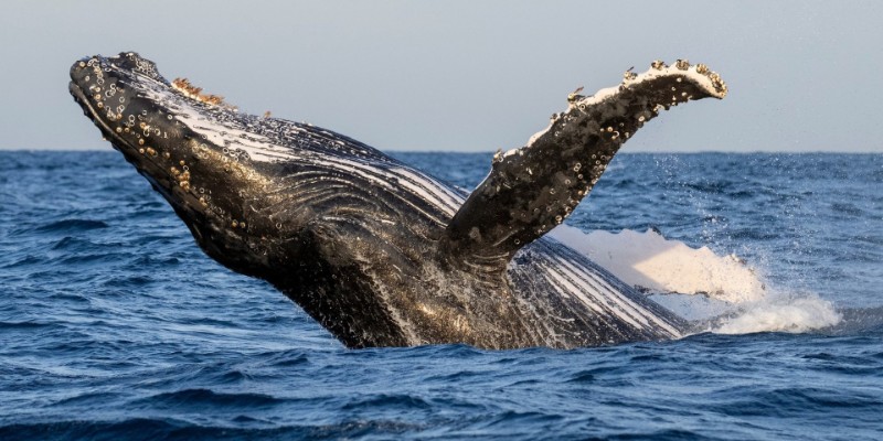 kidsbucketlist.com.au - Whale Watching Tour Ballina - Byron - 1
