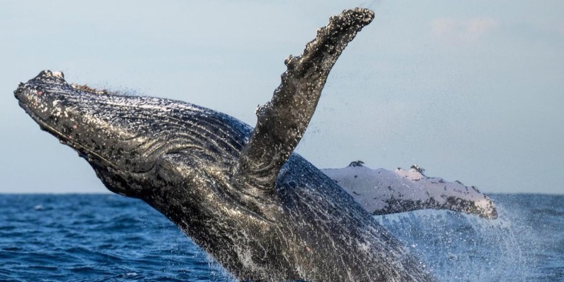 kidsbucketlist.com.au - Whale Watching Tour Ballina - Byron - 2