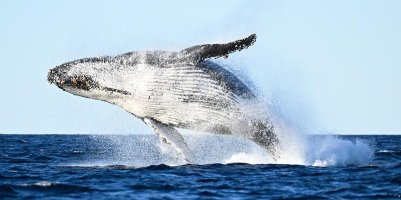 kidsbucketlist.com.au - Whale Watching Tour Ballina - Byron - 6