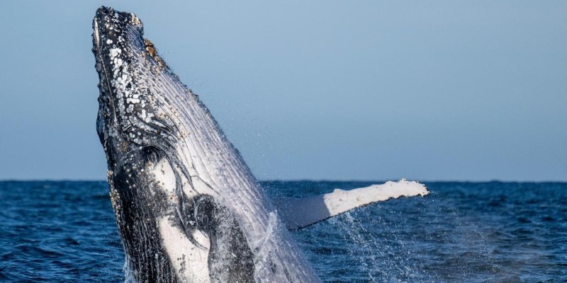 kidsbucketlist.com.au - Whale Watching Tour Ballina - Byron - 7