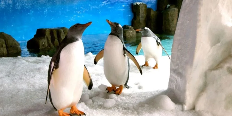 kidsbucketlist.com.au - SEA LIFE Melbourne Aquarium - 3
