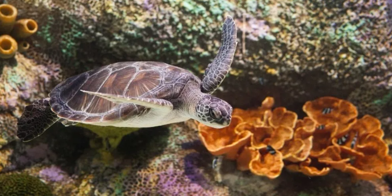 kidsbucketlist.com.au - SEA LIFE Melbourne Aquarium - 5