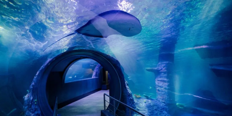 kidsbucketlist.com.au - SEA LIFE Melbourne Aquarium - 6