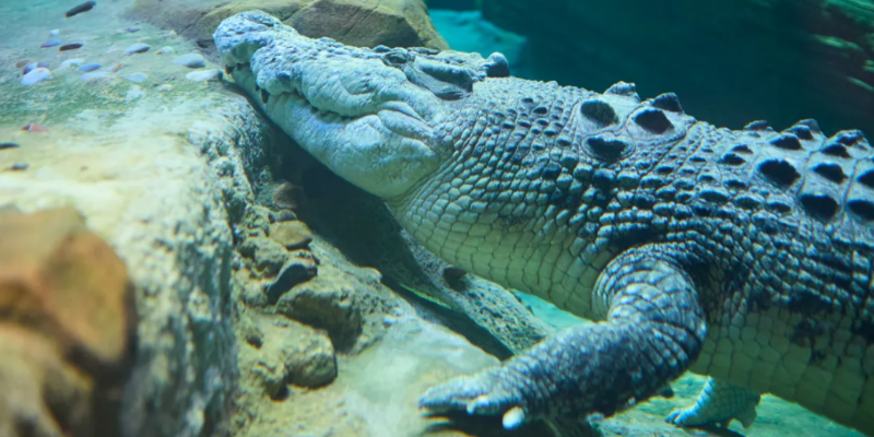 kidsbucketlist.com.au - SEA LIFE Melbourne Aquarium - 7
