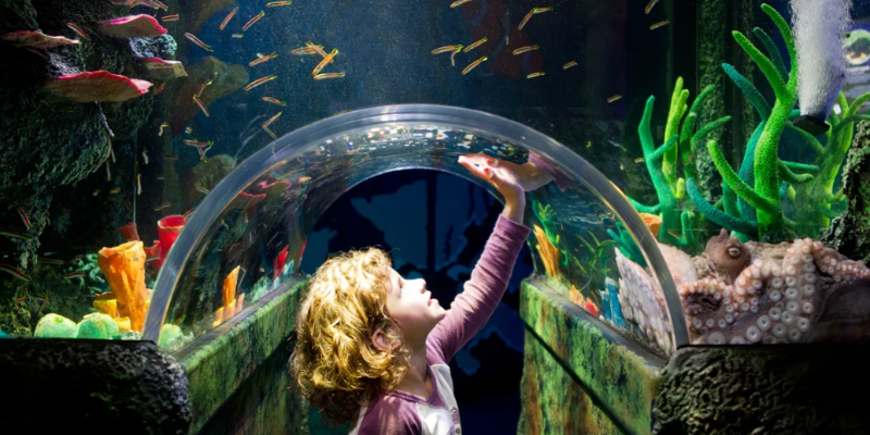 kidsbucketlist.com.au - SEA LIFE Melbourne Aquarium - 8