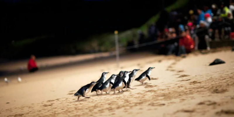 kidsbucketlist.com.au - Phillip Island Nature Parks Multi Park Pass - 2