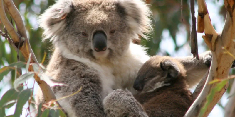 kidsbucketlist.com.au - Phillip Island Nature Parks Multi Park Pass - 3
