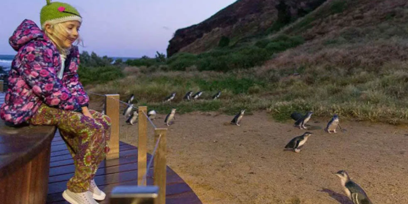 kidsbucketlist.com.au - Phillip Island Nature Parks Multi Park Pass - 4