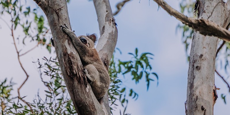 kidsbucketlist.com.au - Coombabah Koala Trail - 1