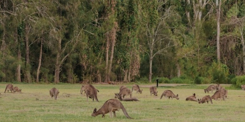 kidsbucketlist.com.au - Coombabah Koala Trail - 2