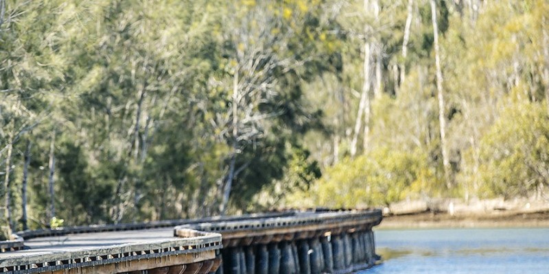 kidsbucketlist.com.au - Coombabah Koala Trail - 3