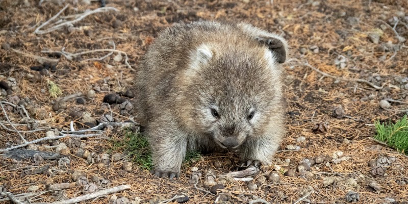 kidsbucketlist.com.au - Maria Island National Park - 3