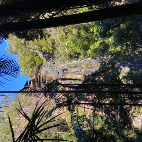Review Photo of Kondalilla Falls