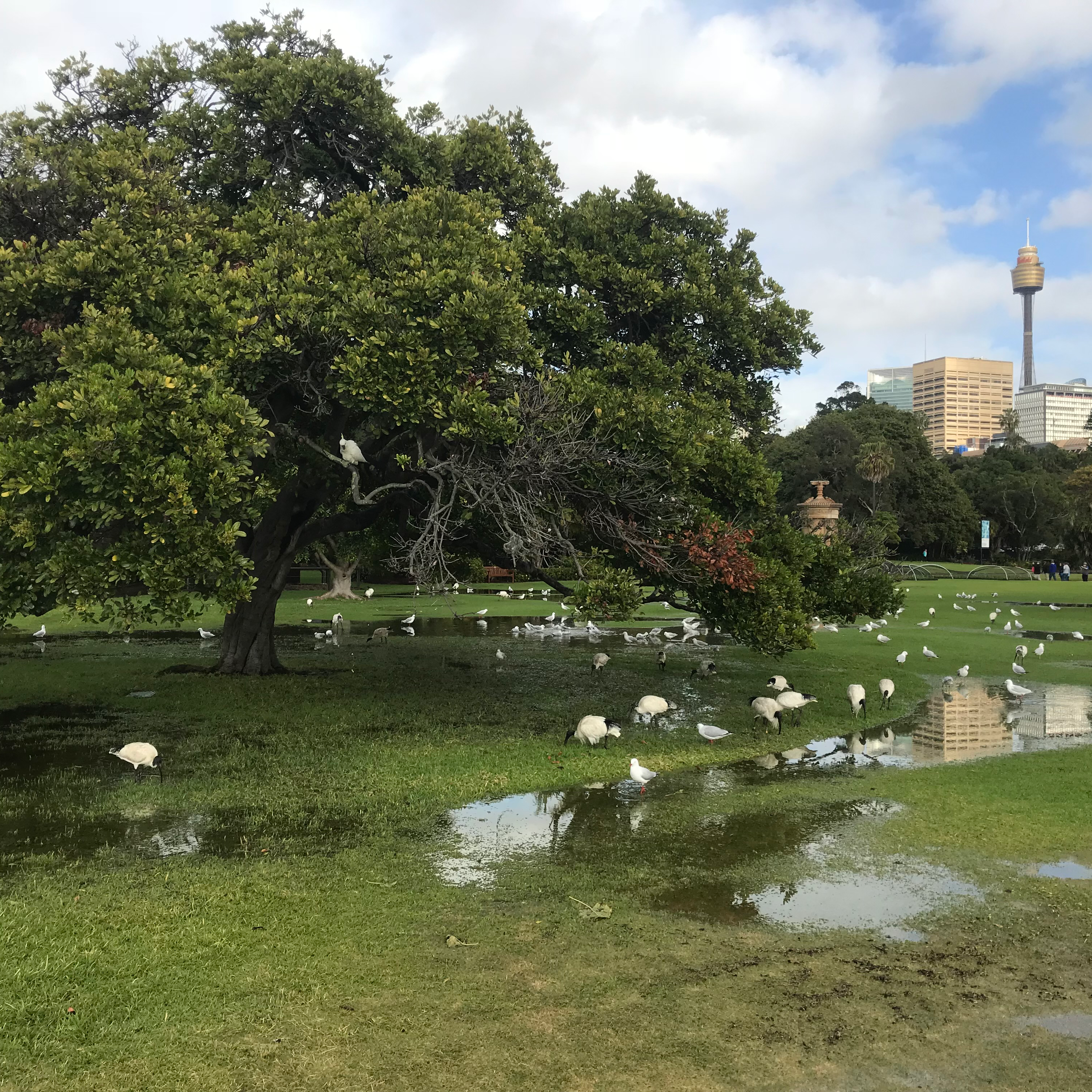 Review Photo of Royal Botanic Garden Sydney