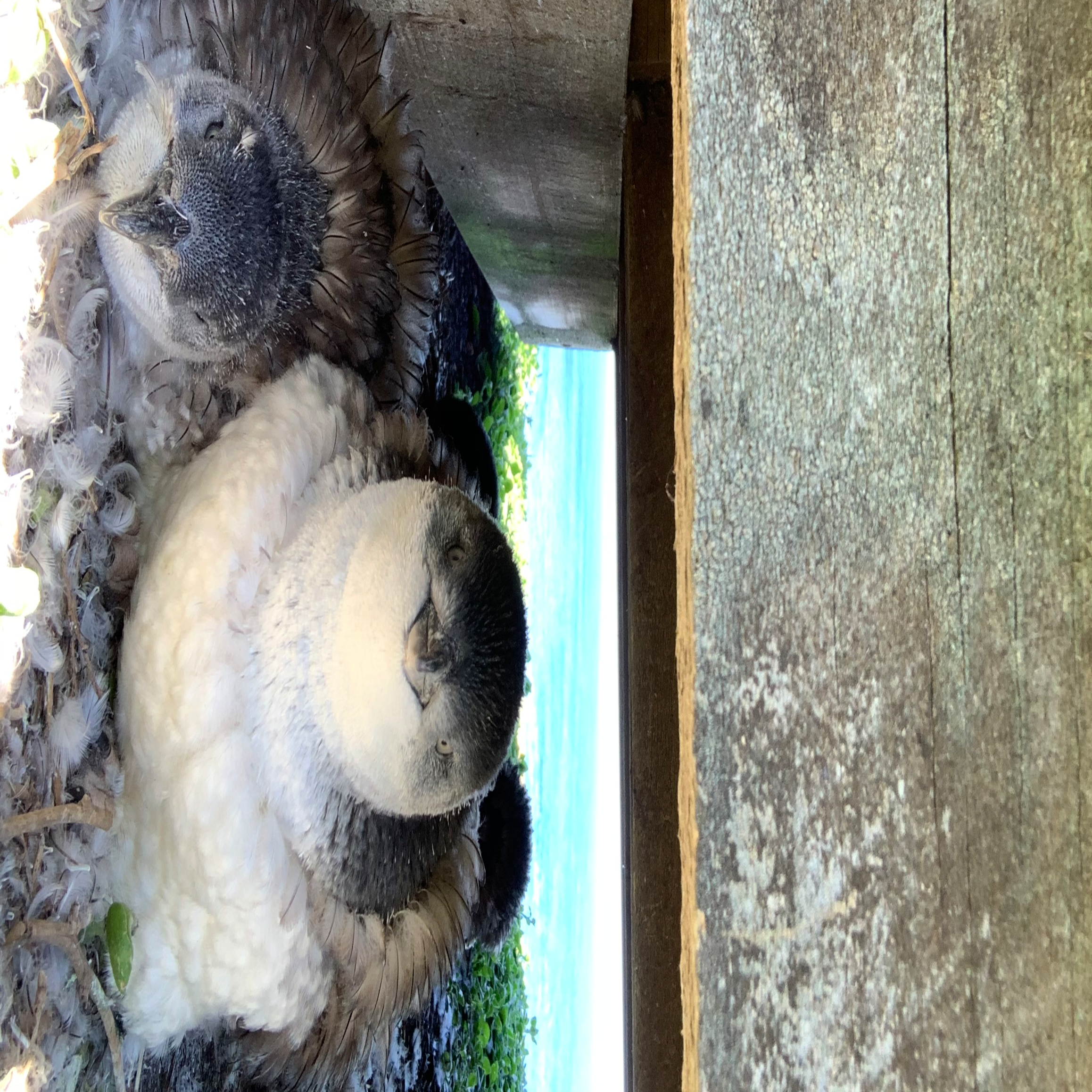 Review Photo of Penguin Parade to Point Grant Carpark (Nobbies) Walk